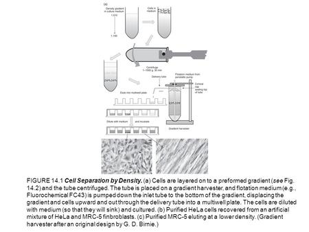 FIGURE 14.1 Cell Separation by Density. (a) Cells are layered on to a preformed gradient (see Fig. 14.2) and the tube centrifuged. The tube is placed on.