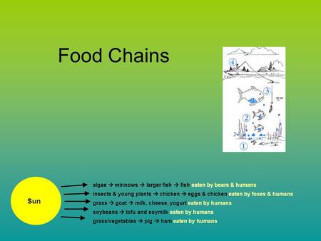 Food Chains algae  minnows  larger fish  fish eaten by bears & humans insects & young plants  chicken  eggs & chicken eaten by foxes & humans grass.