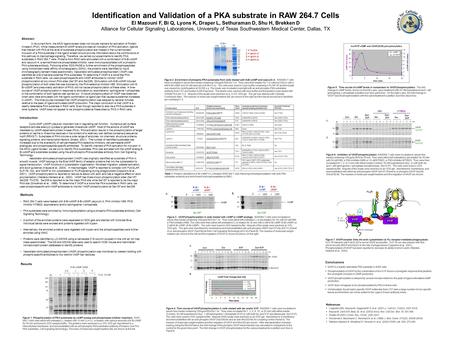 Figure 1. Phosphorylation of PKA substrates by cAMP analog and phosphatase inhibitor treatment. RAW 264.7 cells were either left untreated (-), treated.