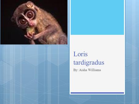 Loris tardigradus By: Aisha Williams.