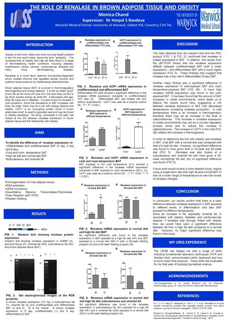 THE ROLE OF RENALASE IN BROWN ADIPOSE TISSUE AND OBESITY Monica Chand Supervisor: Dr Harpal S Randeva Warwick Medical School, University of Warwick, Gibbet.