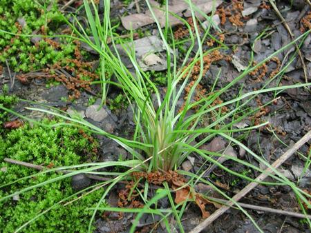 Grass, Sedge, Rush, or Something Else?. CharacterPoaceaeCyperaceaeJuncaceae Leaves2-ranked, flat, non-channelled3-ranked, flat, channelled 2 to many ranked,