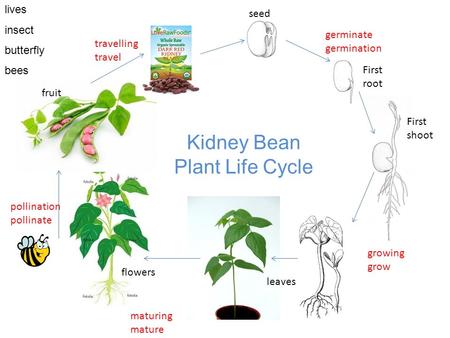 Seed First root germinate germination First shoot growing grow flowers fruit maturing mature leaves pollination pollinate travelling travel Kidney Bean.