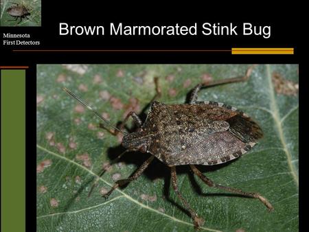 Minnesota First Detectors Brown Marmorated Stink Bug.