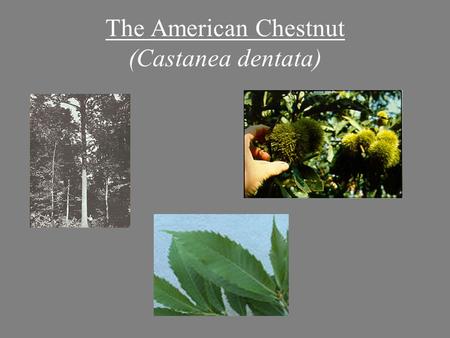 The American Chestnut (Castanea dentata). American Chestnut: Range Maine to Georgia and west to Ohio and Tennessee. (Braun, 1950) Commonly made up 25%