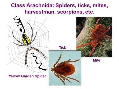 Class Arachnida: Spiders, ticks, mites, harvestman, scorpions, etc. Yellow Garden Spider Tick Mite.