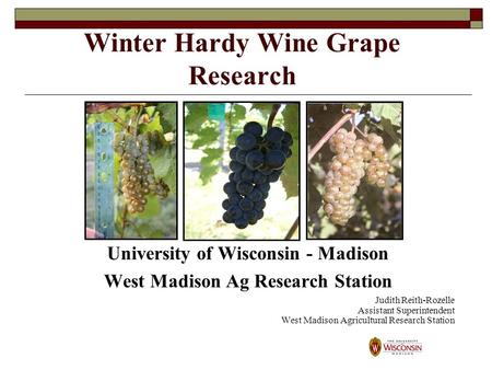 Winter Hardy Wine Grape Research