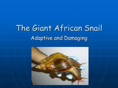 The Giant African Snail Adaptive and Damaging. The Giant African Snail’s scientific name is Achantina fulica.