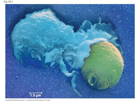 Fig. 43-1 Fig 43.1 How do immune cells of animals recognize foreign cells? For the Cell Biology Video Leukocyte Adhesion and Rolling, go to Animation and.