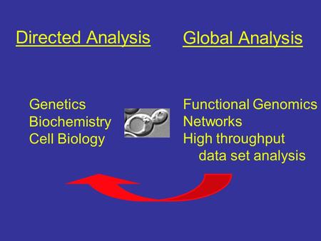 Directed Analysis Global Analysis Functional Genomics Genetics