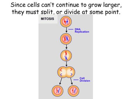 Since cells can’t continue to grow larger, they must split, or divide at some point.