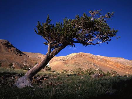 Bristlecone Pine Pinus longavea