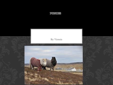 By: Victoria. Shetlands are pretty. Shetlands have manes. Shetlands have short backs. Horses have big teeth. Shetlands are brown, gray and black. WHAT.