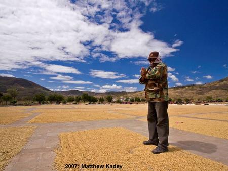 2007: Matthew Kadey. Our Coffees Today Chiapas – El Triunfo MEXICO DECAF Matagalpa – San Ramon NICARAGUA REGULAR.