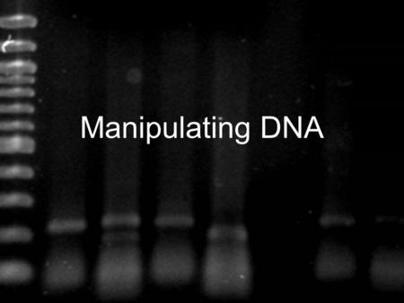 Manipulating DNA.