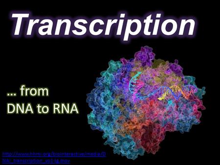 NAi_transcription_vo1-lg.mov.