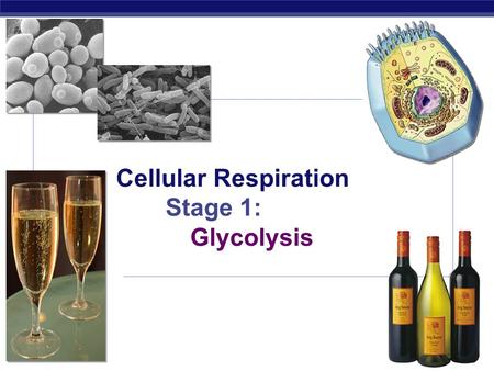 AP Biology 2007-2008 Cellular Respiration Stage 1: Glycolysis.