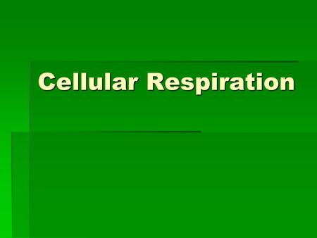 Cellular Respiration.