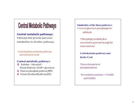 1 Central metabolic pathways: Pathways that provide precursor metabolites to all other pathways Carbohydrates metabolic pathways and carboxylic acids 