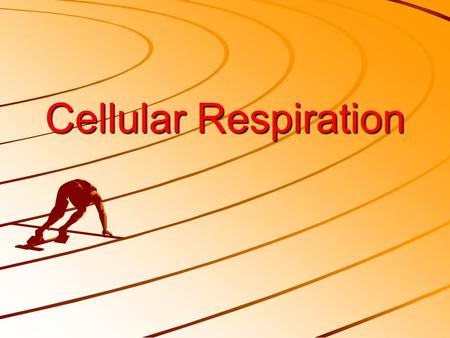 Cellular Respiration. 1. Harvesting Chemical Energy a. a.Plants and animals both use products of photosynthesis (glucose) for metabolic fuel b. b.Heterotrophs: