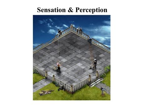 Sensation & Perception