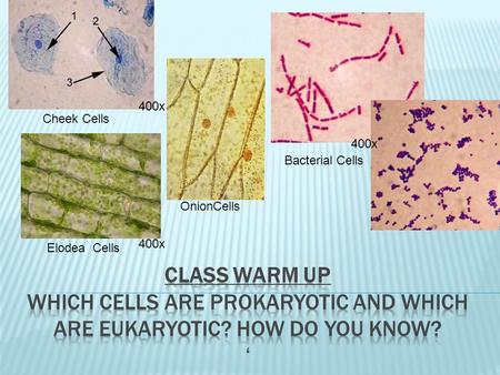 Cheek Cells Bacterial Cells Elodea Cells OnionCells 400x.