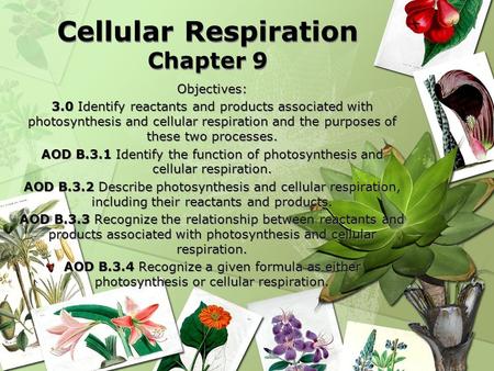 Cellular Respiration Chapter 9