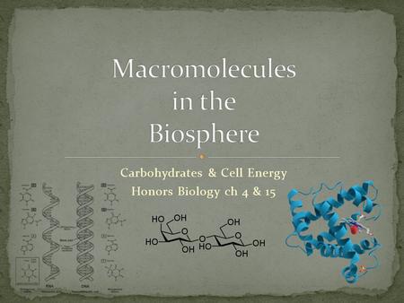 Carbohydrates & Cell Energy Honors Biology ch 4 & 15.