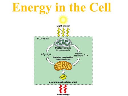 Energy in the Cell.