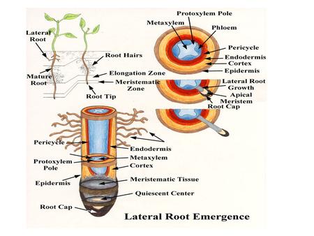 Plant structure - cells, tissue, organisation & growth Leaves and photosynthesis C 4 photosynthesis CAM photosynthesis Plant water relations Plants and.