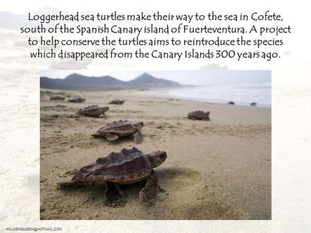 Loggerhead sea turtles make their way to the sea in Cofete, south of the Spanish Canary island of Fuerteventura. A project to help conserve the turtles.