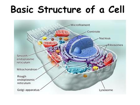 Basic Structure of a Cell