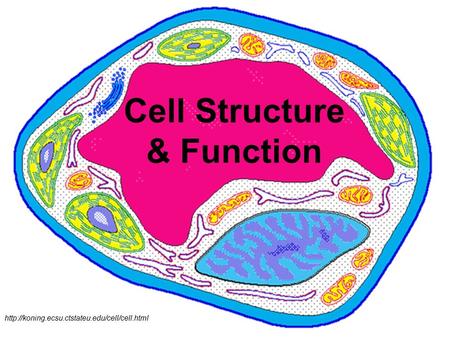 Cell Structure & Function