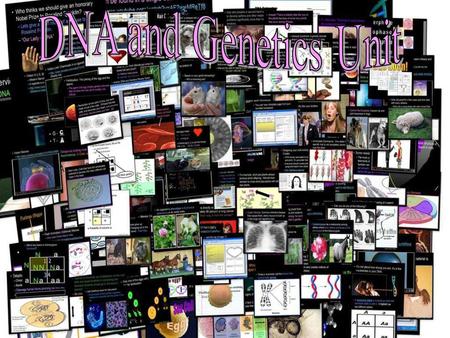 Areas of Focus within The DNA and Genetics Unit: DNA, DNA Extraction, Structure of DNA, Discovery.