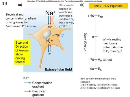 Why is resting membrane potential closer to EK than ENa?