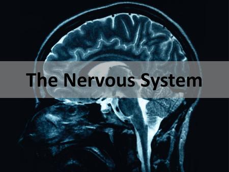 The Nervous System.