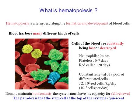 What is hematopoiesis ? Neutrophils : 24 hrs Platelets : 6-7 days Red cells : 120 days. Constant renewal of a pool of differentiated cells : 2. 10 9 red.