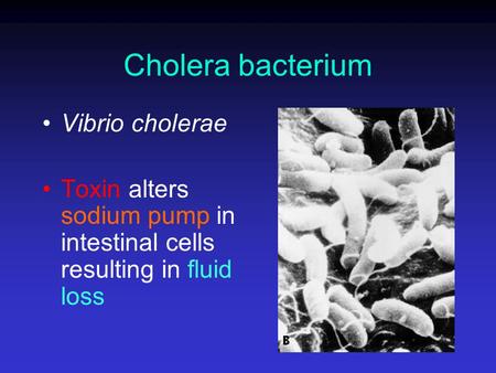 Cholera bacterium Vibrio cholerae Toxin alters sodium pump in intestinal cells resulting in fluid loss.