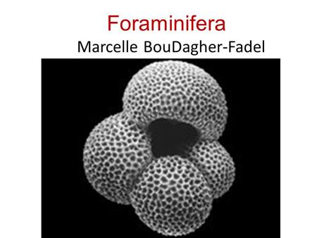 Foraminifera Marcelle BouDagher-Fadel. HOW TO RECOGNIZE A PLANKTONIC FORAMINIFERA By its simplicity Lacks the additional skeletal Structures characteristics.