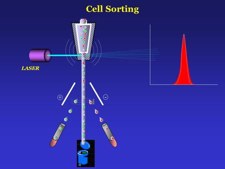 + - Cell Sorting LASER. Cell Sorting + - LASER Zhang at al, Blood 2003, 102: 3938-46 Flow cytometry analysis of mouse fetal liver cells. Mouse fetal.