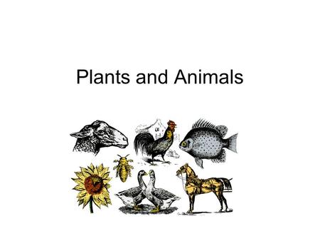 Plants and Animals. I. Plants * Most plants are produced from a seed. - there are many sizes, colors, and shapes. A. Germination - when a seed splits.