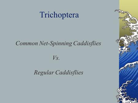 Common Net-Spinning Caddisflies Vs. Regular Caddisflies