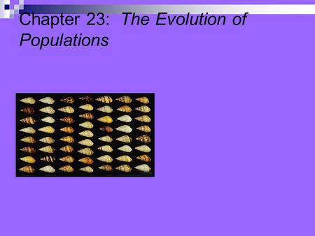 Chapter 23: The Evolution of Populations. MAIN IDEAS OF CHAPTER 23  WHAT IS POPULATION GENETICS  CAUSES OF MICROEVOLUTION  HOW GENETIC VARIATION IN.