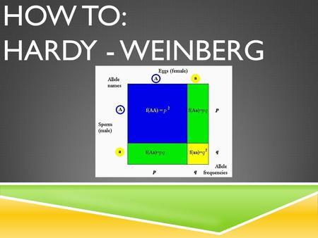 How to: Hardy - Weinberg