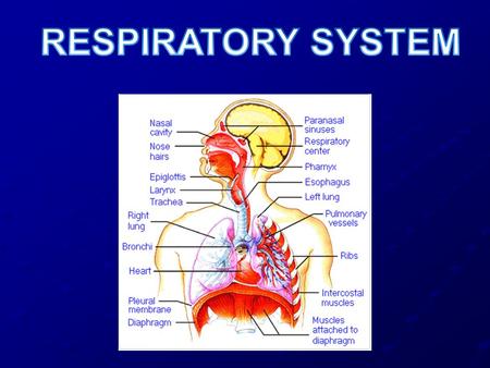 General Info Delivers O2 to the body; disposes of CO2 Works with circulatory system Thoracic cavity: surrounded by ribs and diaphragm.