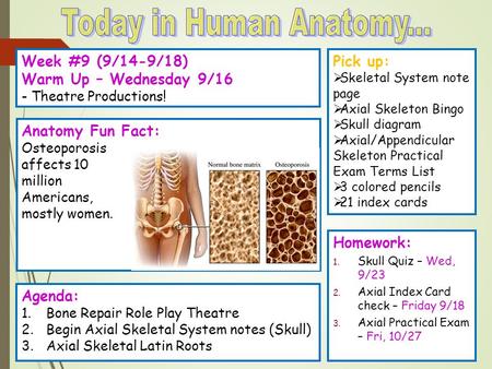 Today in Human Anatomy... Week #9 (9/14-9/18) Warm Up – Wednesday 9/16