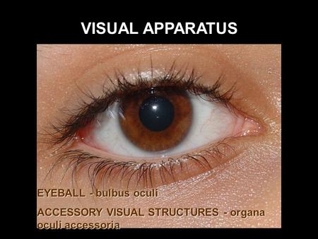 VISUAL APPARATUS EYEBALL - bulbus oculi