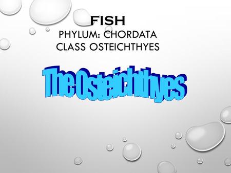 Fish Phylum: Chordata Class Osteichthyes