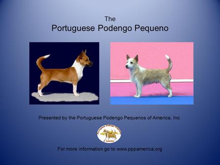 The Portuguese Podengo Pequeno For more information go to www.pppamerica.org Presented by the Portuguese Podengo Pequenos of America, Inc.