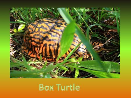 Box turtles are reptiles. Reptiles are cold blooded and their body temperature changes with the weather.